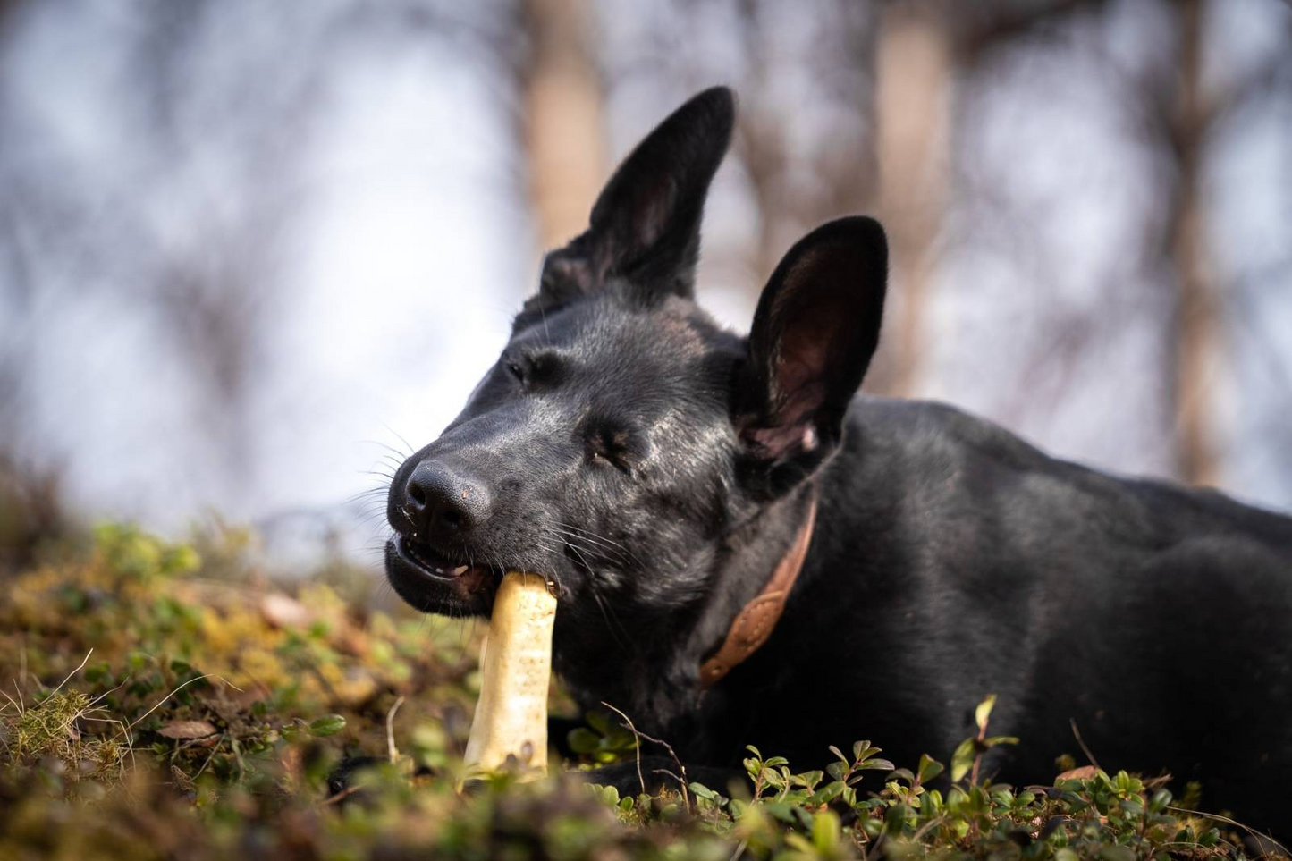 Oksehaler med skinn 1 kg fra VIP dogfood